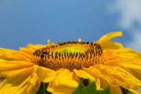 Sunny Side Up