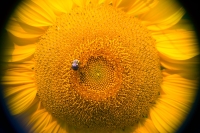 Solar Powered
