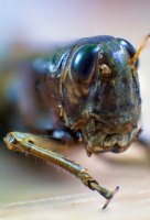 Bug Eyed
