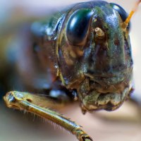 Bug Eyed