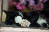 Do Not Disturb
