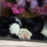 Do Not Disturb