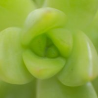 Succulent