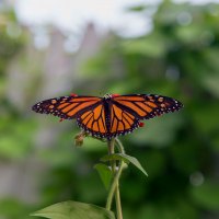 Garden Flyby