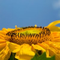 Sunny Side Up