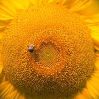 Solar Powered