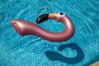 Flamingo Water