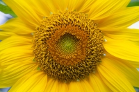 Solar Flares