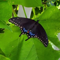 Black Swallowtail