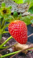 Strawberry Fields Forever