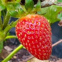 Strawberry Fields Forever