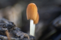Macro Mushroom