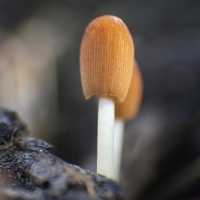 Macro Mushroom