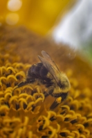 Bee at Work