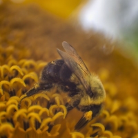 Bee at Work