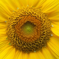 Solar Flares