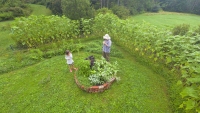 The Herbs