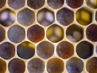 Pollen Palette