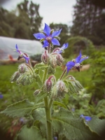 Return of the Borage