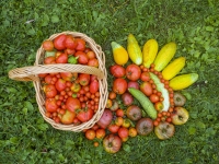 Another Day Another Harvest