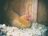 Nest Egging
