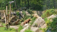 The Bear of Bear Mountain