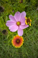 Meadow Musing