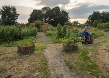 Down on the Allotment