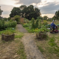 Down on the Allotment