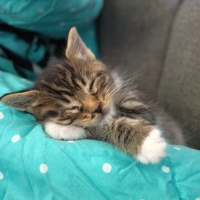 Cat Napping