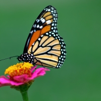 Garden Guest