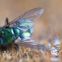 Fly Bye