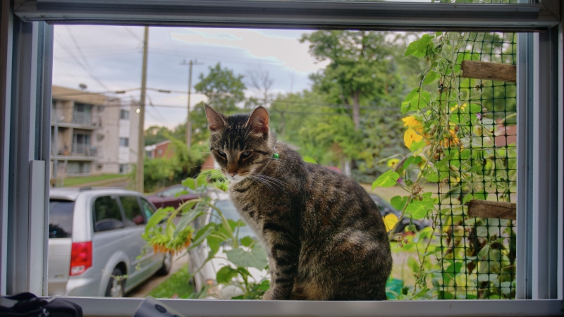 Free Range Catio