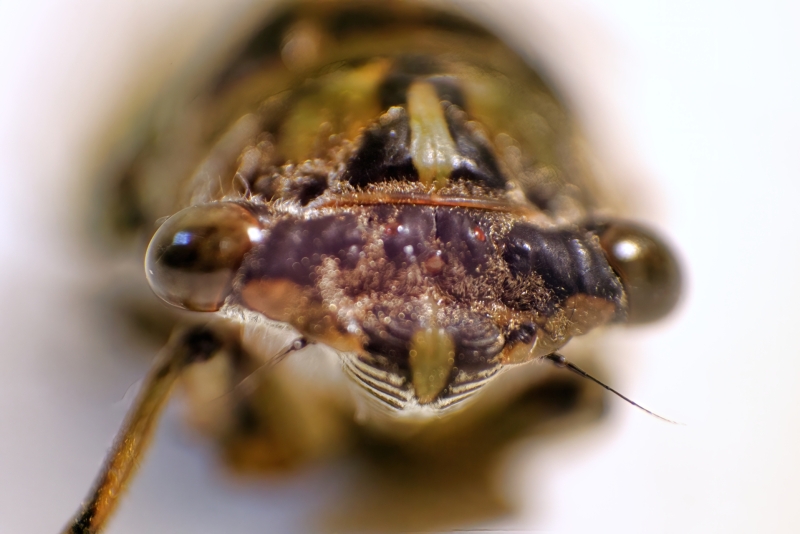 Cute Critter