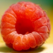 Red-Fruited Raspberry