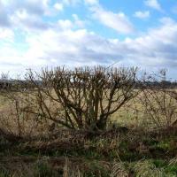 In the hedgerows