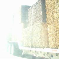 Holy Hay