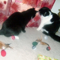 Christmas Cats