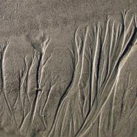 Beach Trees