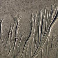 Beach Trees
