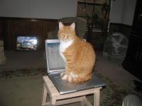 Annual Cat on Laptop Pic
