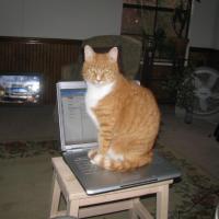 Annual Cat on Laptop Pic