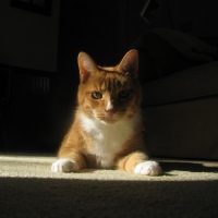 Wrangler the Cat