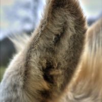 Donkey Ear