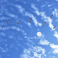 Fly Over