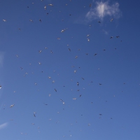 Watch the Birdy