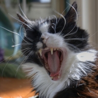 Cookie Cat