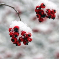 Snowberries