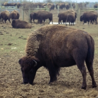 American Bison