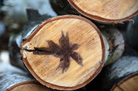 Fresh Logs